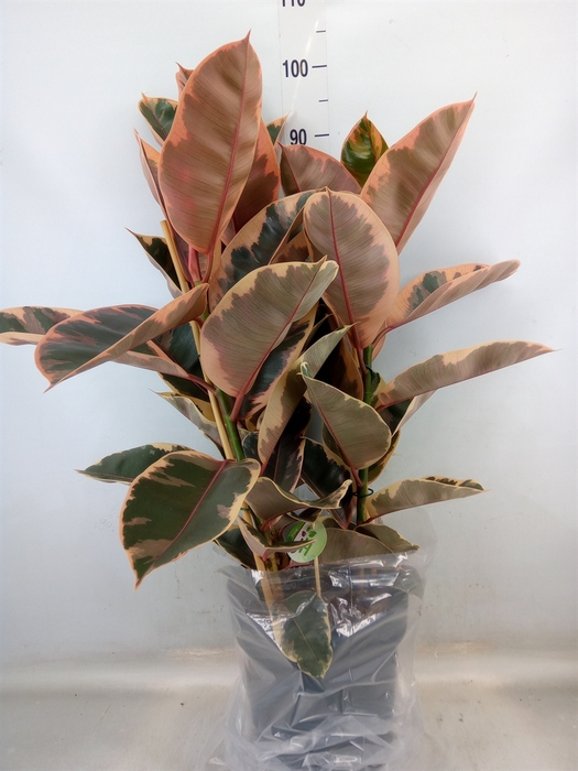 <h4>Ficus elastica 'Belize'</h4>