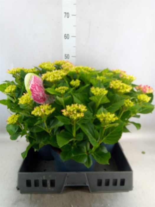 <h4>Hydrangea mac.   ...</h4>