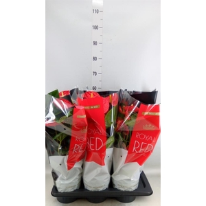 Anthurium andr. 'Madural'