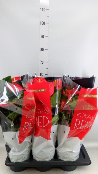 <h4>Anthurium andr. 'Madural'</h4>