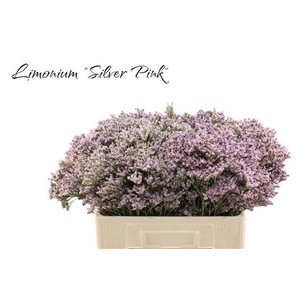 LIM MR SILVER PINK