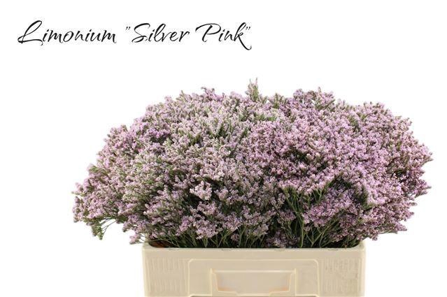 <h4>LIM MR SILVER PINK</h4>