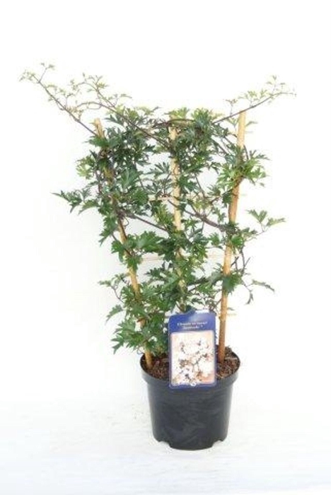 <h4>Clematis Avalanche</h4>