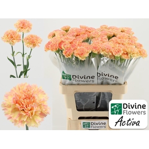 Dianthus ST 'Activa'