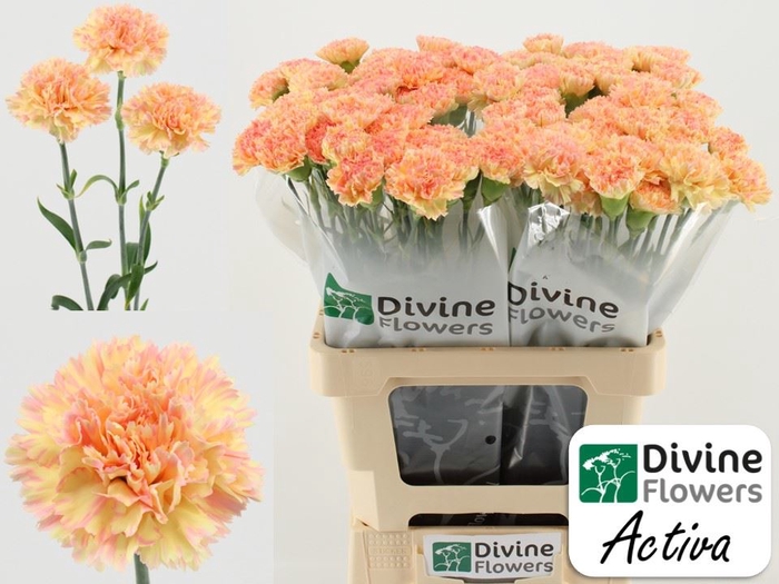 <h4>Dianthus ST 'Activa'</h4>