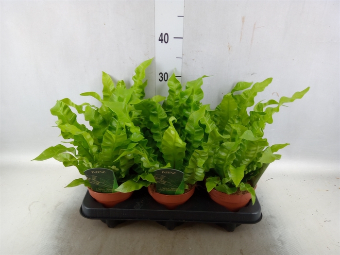 <h4>Asplenium nidus 'Crispy Wave'</h4>