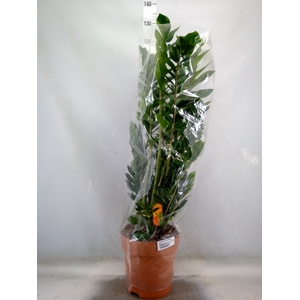 Zamioculcas zamiifolia