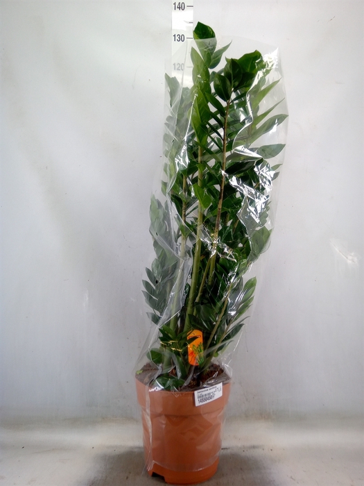 <h4>Zamioculcas zamiifolia</h4>