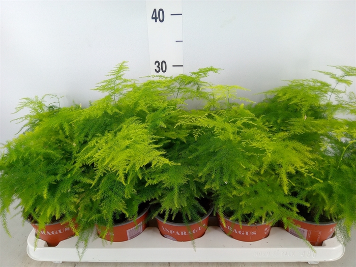 <h4>Asparagus setaceus</h4>