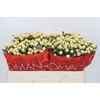 Hypericum Cool Romance