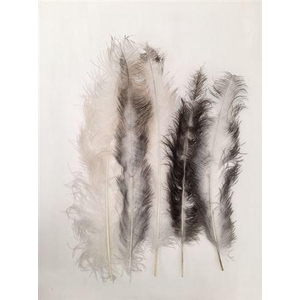 Feather Ostrich 5 Pcs L55
