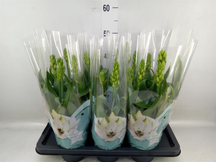 <h4>Ornithogalum thyrs.</h4>