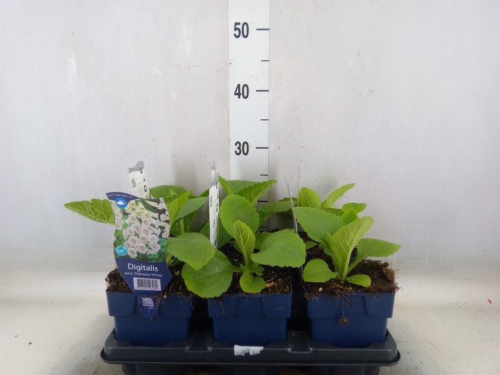 <h4>Digitalis   ...</h4>
