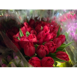 Tulpes Pilnavidures Raudonos LT