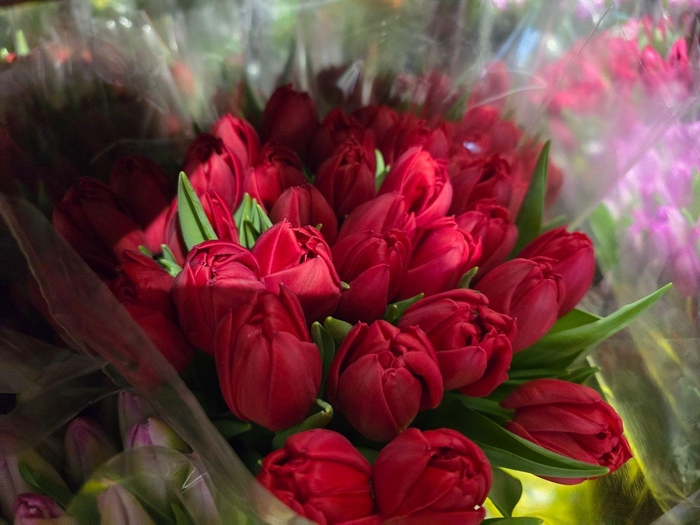 <h4>Tulpes Raudonos LT</h4>