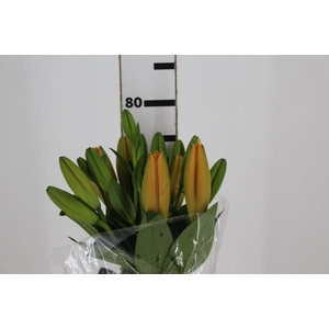 LIRIO SUNDERLAND 080 CM HT 3/5 FLS