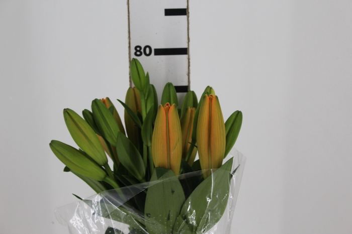 <h4>LIRIO SUNDERLAND 080 CM HT 3/5 FLS</h4>