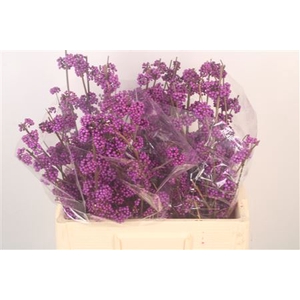 Callicarpa bod profusion