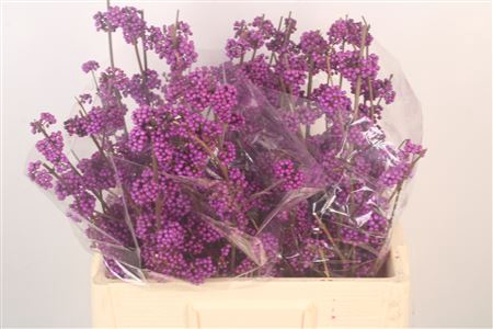 <h4>Callicarpa bod profusion</h4>
