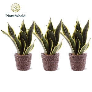 Sansevieria Futura Superba 3 stekken p.p. Trendy Mand