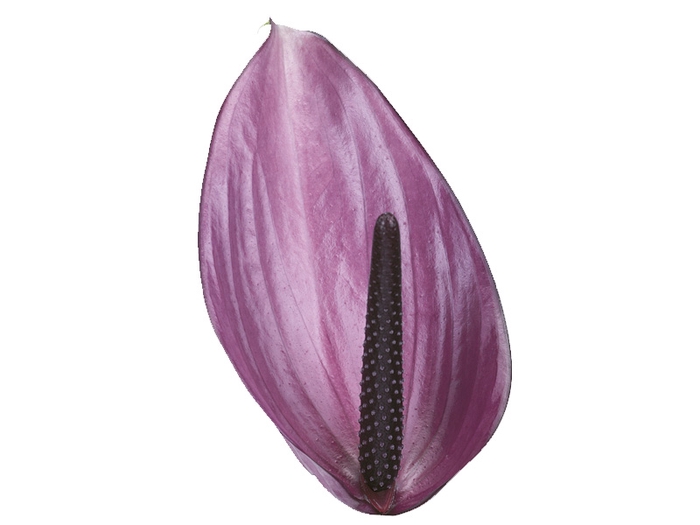 <h4>ANTHURIUM PREVIA(R) 11/13 040 CM DIAM MIN 11 CM ROXO</h4>