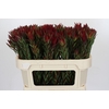 Leucadendron Blush