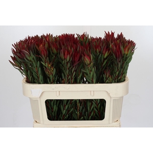 Leucadendron Blush