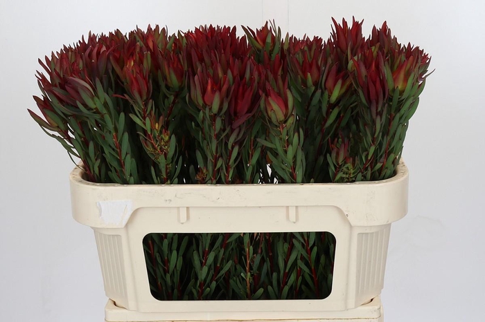 Leucadendron Blush