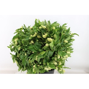 Hoppe ( Carpinus) P Bunch