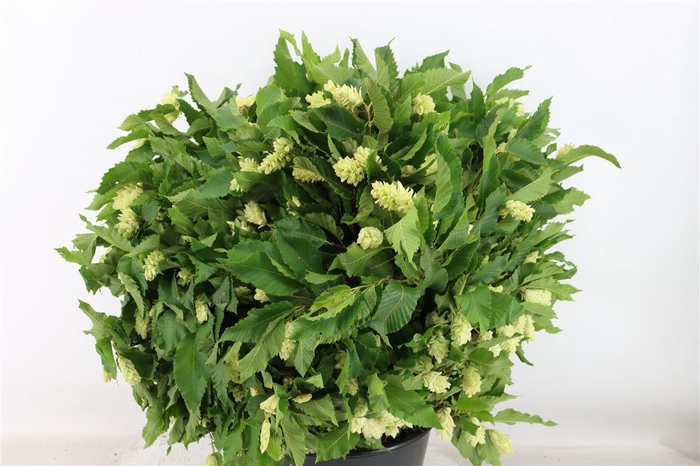 <h4>Hoppe ( Carpinus) P Bunch</h4>