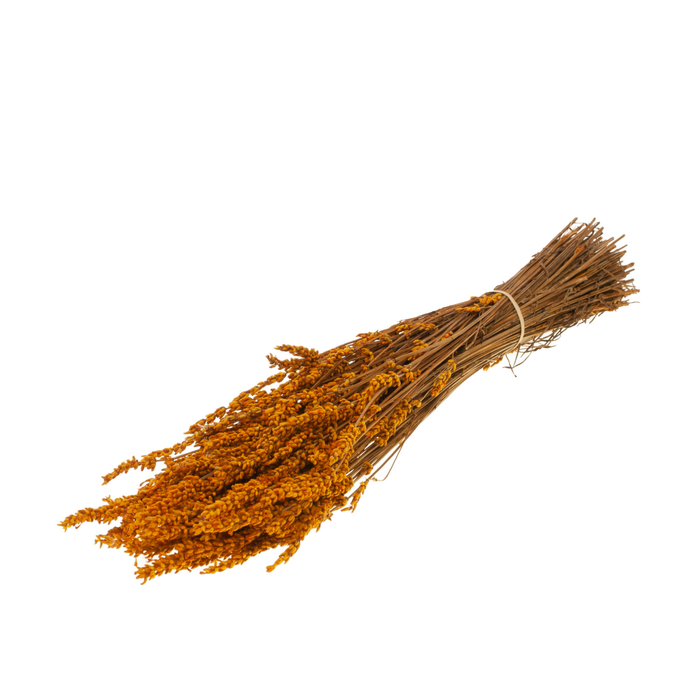 <h4>Lavender Preserved Burnt Orange</h4>