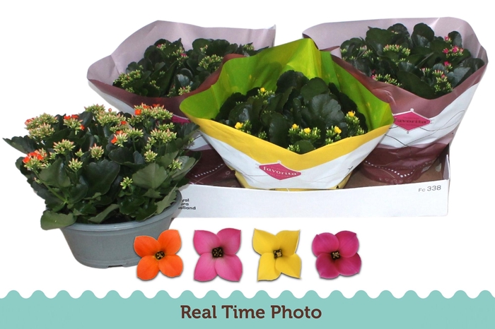 <h4>KAL EN GEM 4 KL</h4>