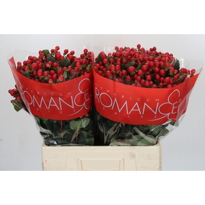 Hypericum True Romance