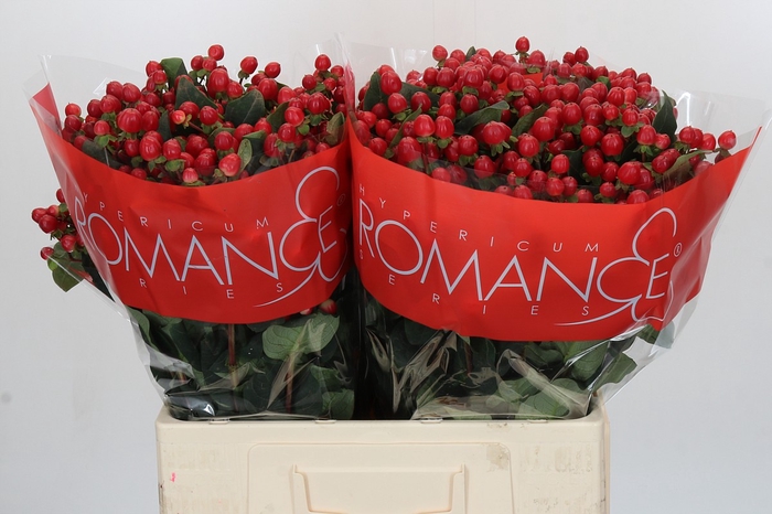 <h4>Hypericum True Romance</h4>