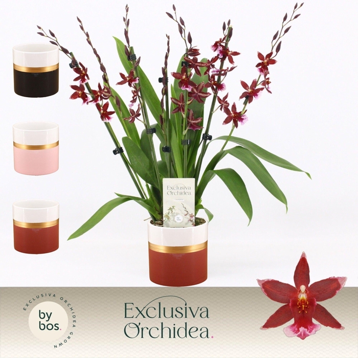 <h4>Barrocco Red, 7+ spike in Dolomite Horizon 'Exclusiva Orchidea'</h4>