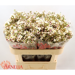 Chamelaucium Janelle