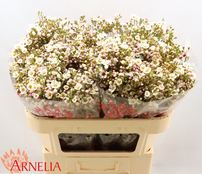 <h4>Chamelaucium Janelle</h4>