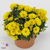 Chrysanthemum Gardenmum Yellow