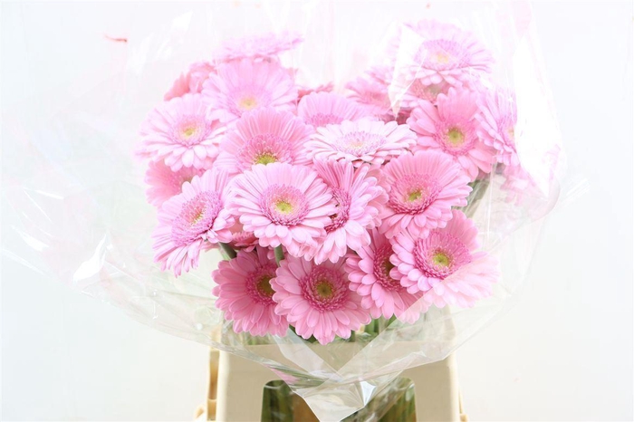 <h4>Ge Mi Kimsey Xxl</h4>