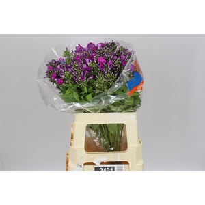 Phlox Sky Eyes