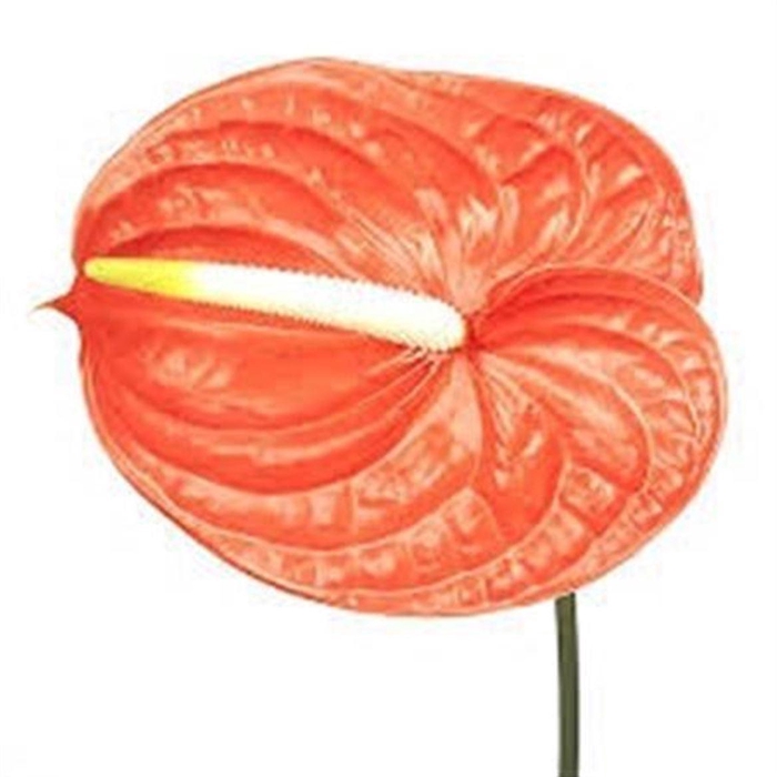 <h4>Anth A Naranja</h4>