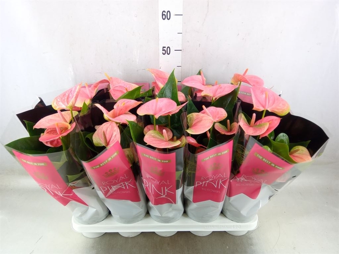 <h4>Anthurium andr. 'Sweet Dream'</h4>
