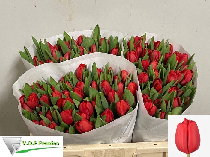 <h4>TU EN ESCAPE</h4>