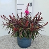 Gaura Gaudi Light Pink