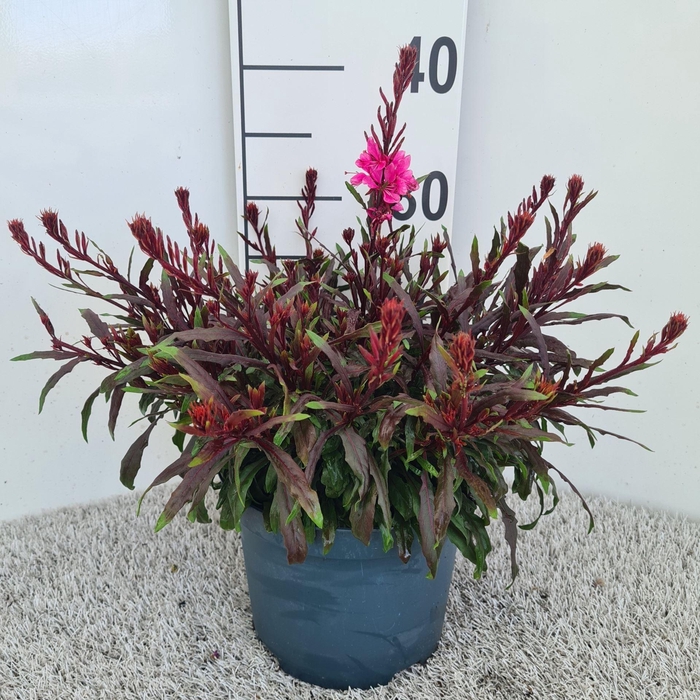 Gaura Gaudi Light Pink