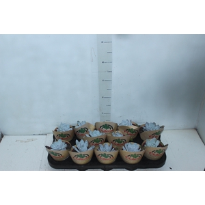 ECHEVERIA LAUI P11