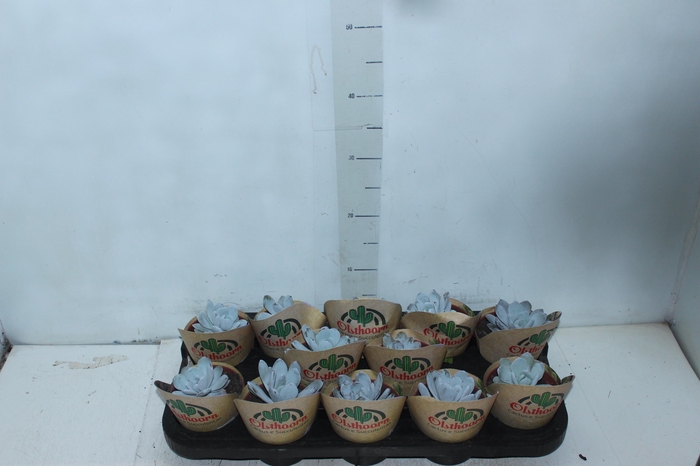 <h4>ECHEVERIA LAUI P11</h4>