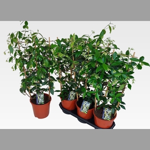 TRAC JASMINOIDES