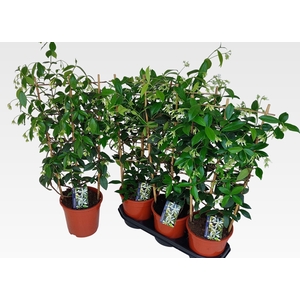 TRAC JASMINOIDES