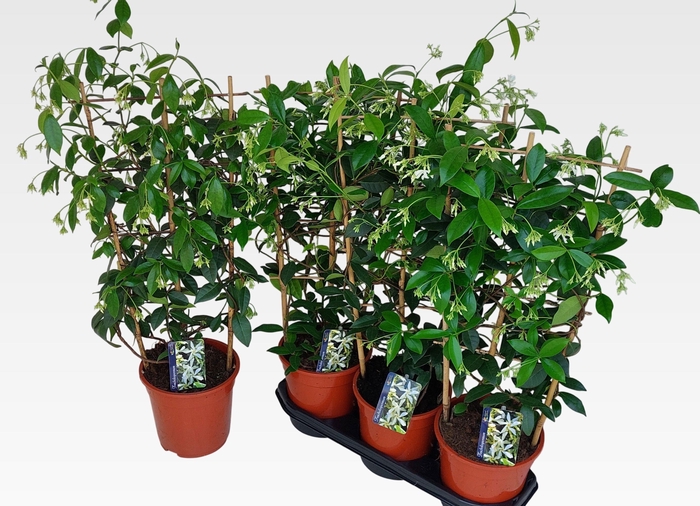 TRAC JASMINOIDES